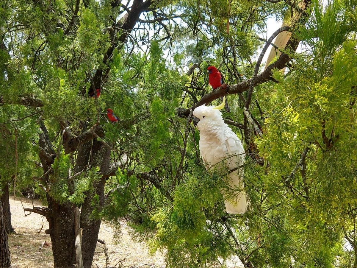 Cockatoo Cabin ホールズギャップ エクステリア 写真
