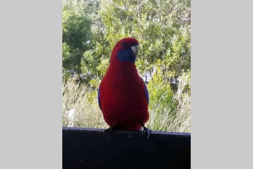 Cockatoo Cabin ホールズギャップ エクステリア 写真