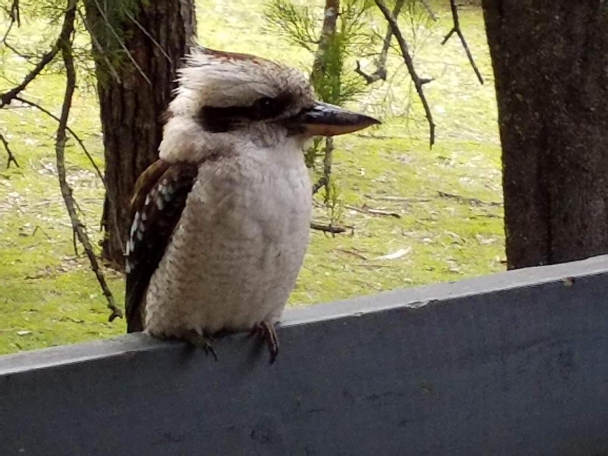 Cockatoo Cabin ホールズギャップ エクステリア 写真