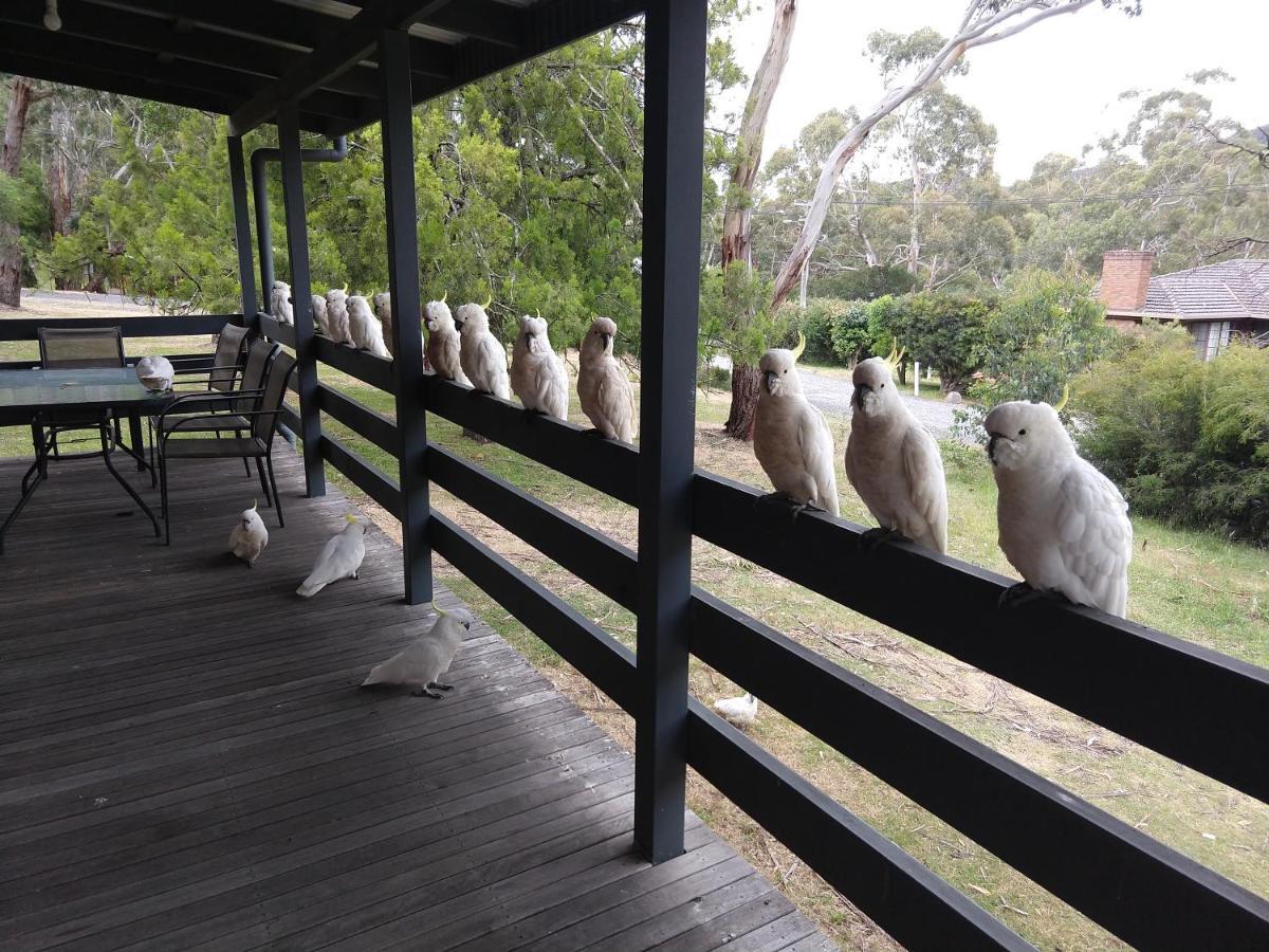 Cockatoo Cabin ホールズギャップ エクステリア 写真